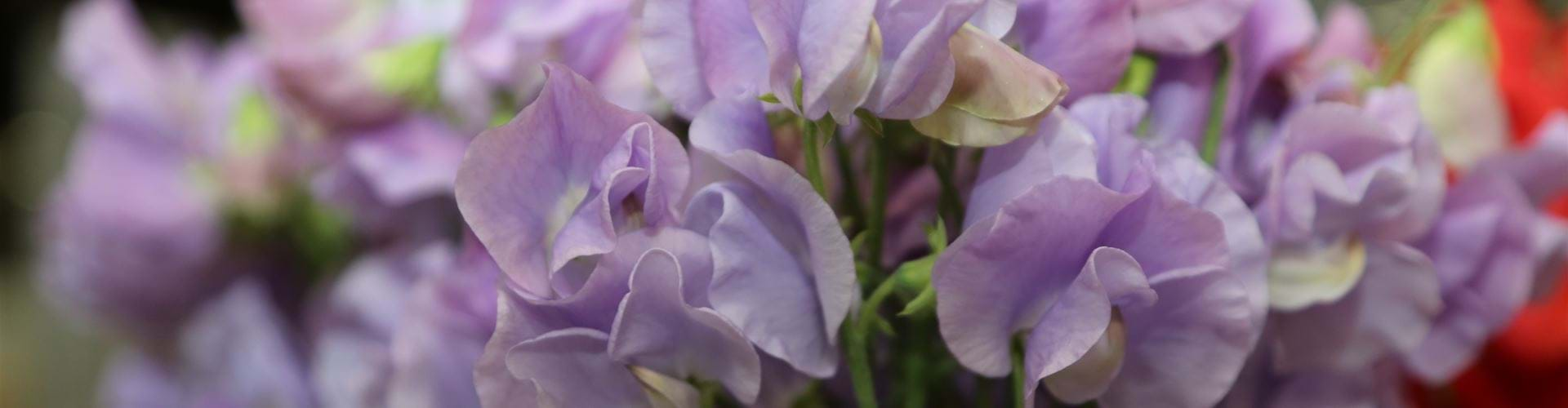 Blumen einkaufen bei einem kleinen Team mit umfangreicher Erfahrung